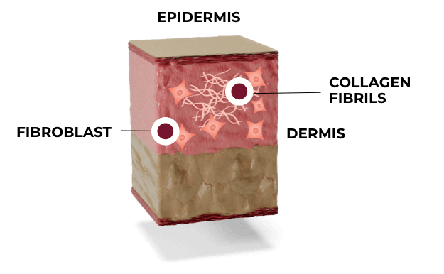 Illustration: Skin phase 3: maturation and remodeling